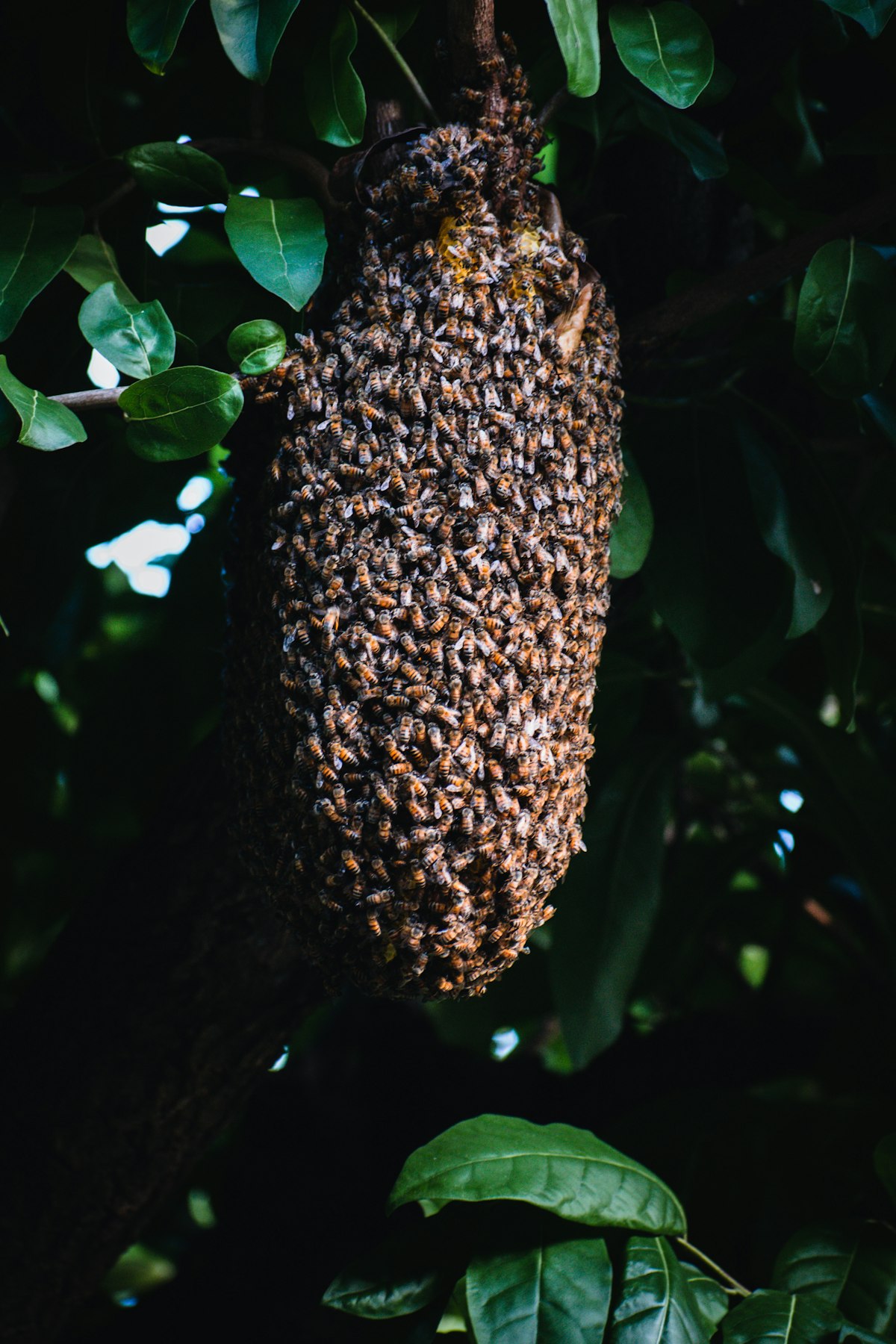 Honey bee swarm clustered on a tree branch