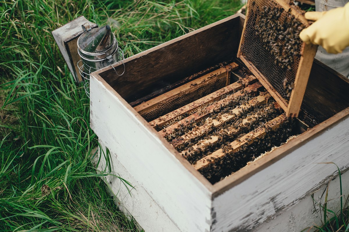 Beehive with honeycomb frames removed from a wooden structure
