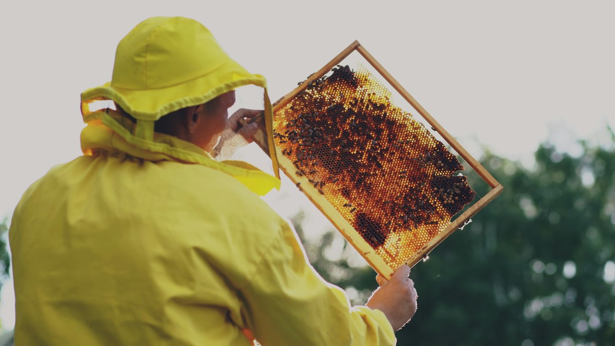 Expert bee removal technician holding a honeycomb frame