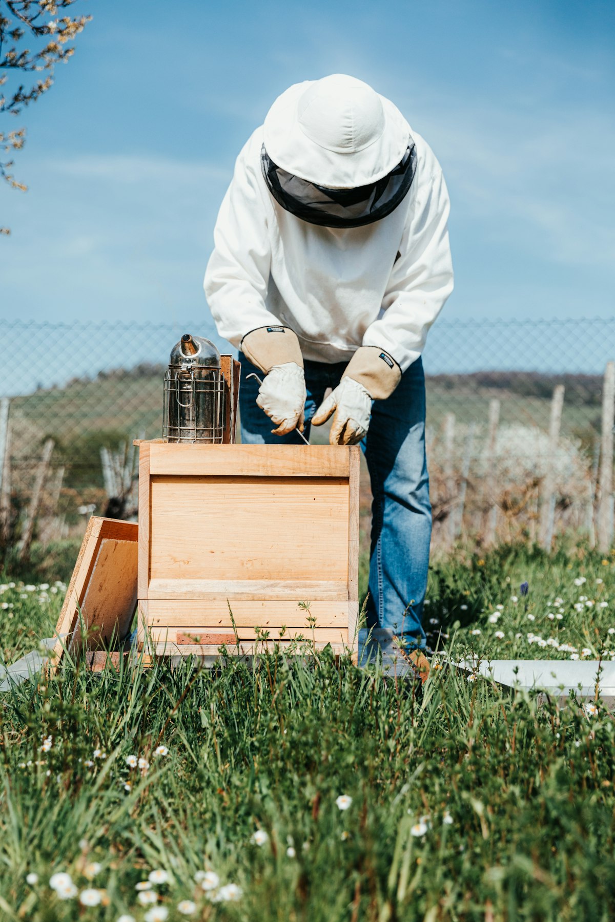 Bee removal technician inspecting a beehive for a free estimate