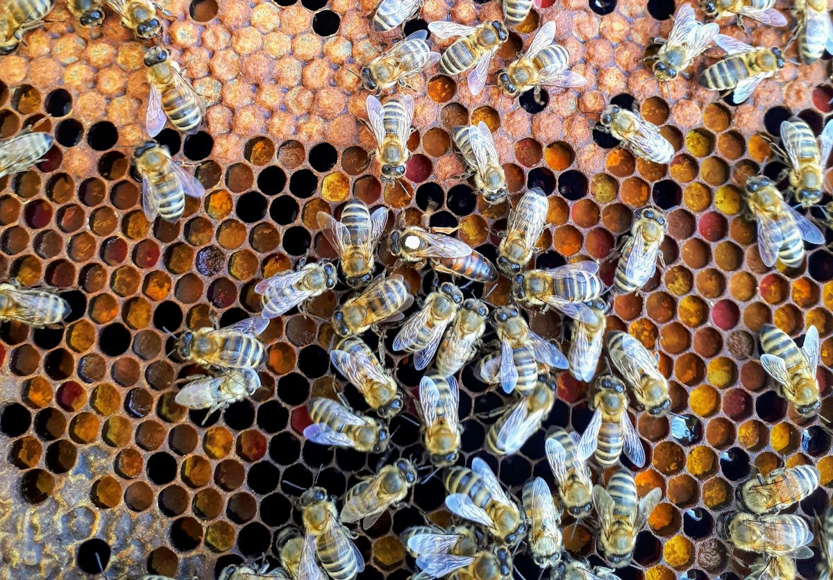 Honey bees on honeycomb