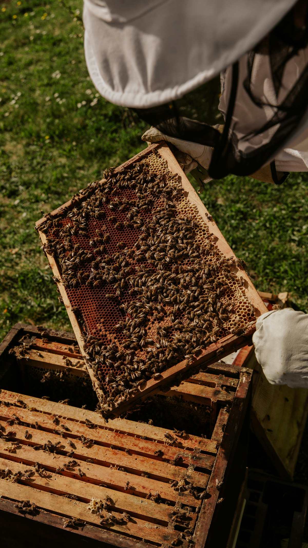 Live beehive frame full of honey bees