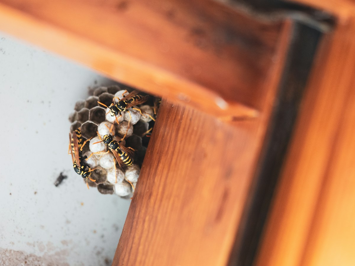 Nest built under a wooden eave of a home