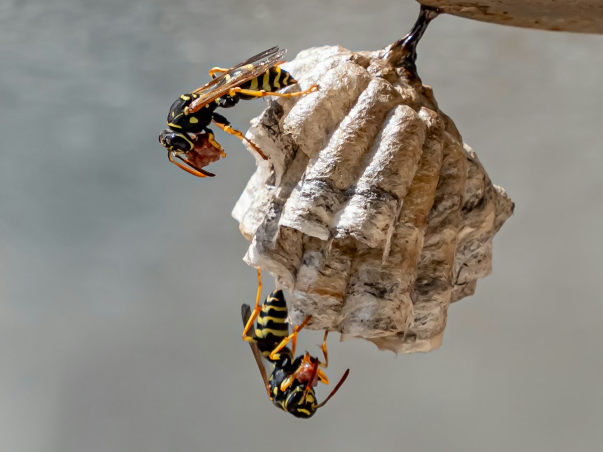 Wasps on a paper wasp nest